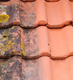 Démoussage - Traitement